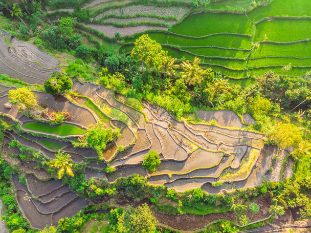 Green cascade rice field plantation at Bali, Indonesia - Foto, Imagen