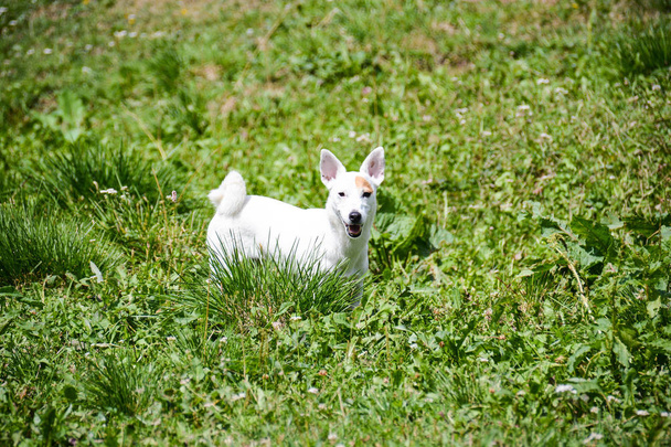 jack russell - Photo, Image