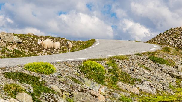 Shepp ao longo da estrada em Aurland, Sogn og Fjordane, Noruega
 - Foto, Imagem