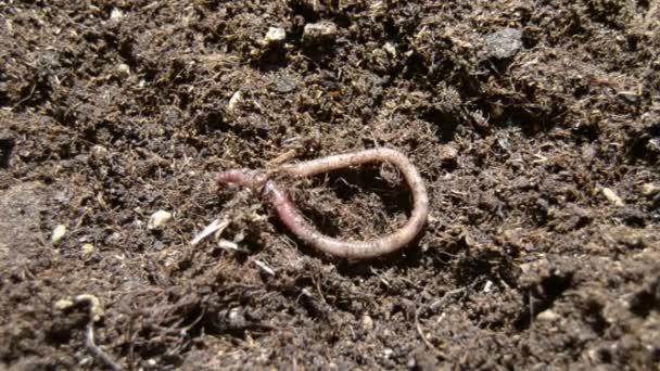 Wąchania powietrza, Earthworm porusza się w lewo od ekranu. - Materiał filmowy, wideo