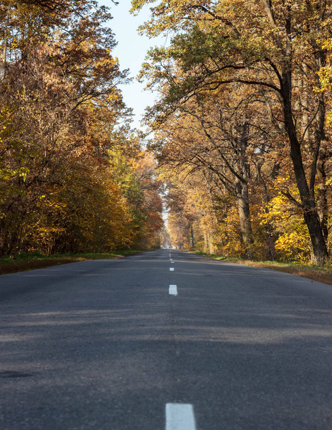 Road in the autumnal forest. Autumn landscape - Foto, afbeelding