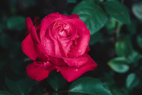 Red rose flower bud blooming in garden, summer background - Zdjęcie, obraz