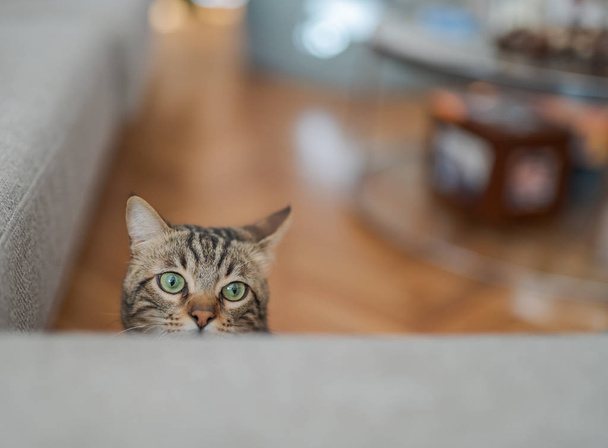 Roztomilý krátký vlasy kočka hledá zvědavý a hraje doma snooping na schovávanou - Fotografie, Obrázek