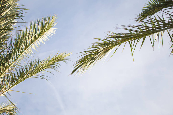 Palm tree leaves summer tropical background - 写真・画像