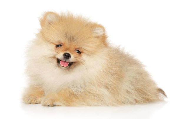 Happy Spitz puppy on white background - Foto, imagen