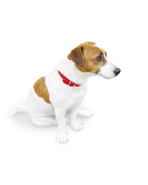 Nahaufnahme-Halbgesicht-Porträt des niedlichen kleinen Jack Russel Terrier sitzend und auf die rechte Seite schauend. Hund isoliert auf weißem Hintergrund - Foto, Bild