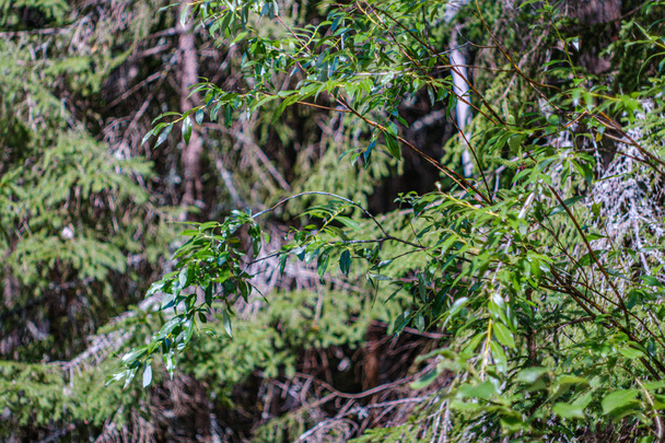 follaje verde con fondo borroso en el entorno natural del bosque
 - Foto, imagen