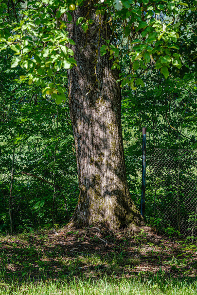 сосновый лес с стволами деревьев
 - Фото, изображение