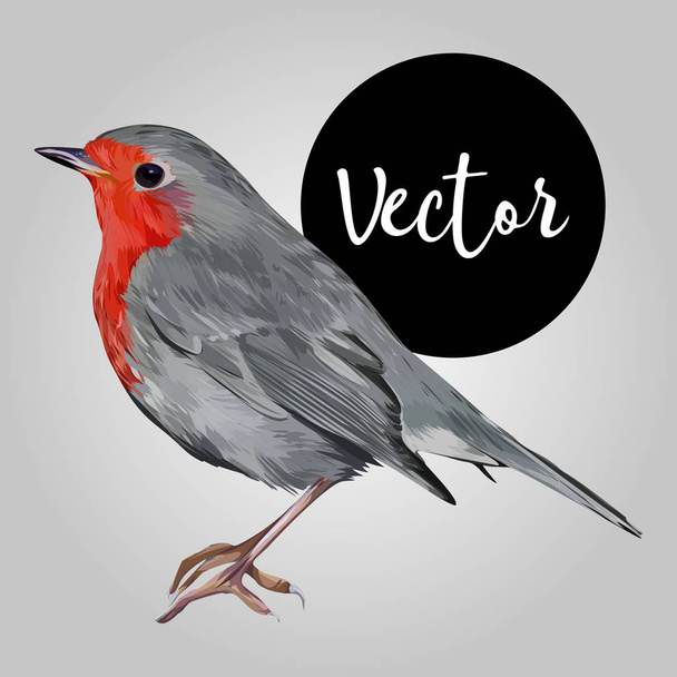 European robin Vector Hand Drawn Illustration - Vector, Image