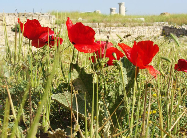 Landschap-Poppy bloemen, rood en groen in de buurt van de oude ruïnes - Foto, afbeelding