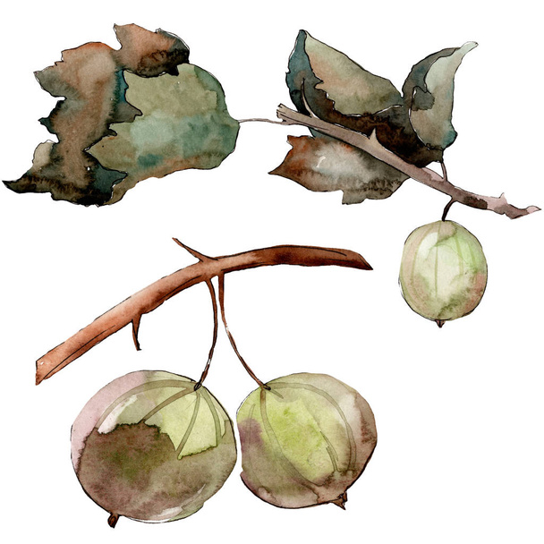 Egres egészséges ételt egy akvarell stílusban izolált. Akvarell háttér-készlet. Izolált bogyó illusztráció elem. - Fotó, kép