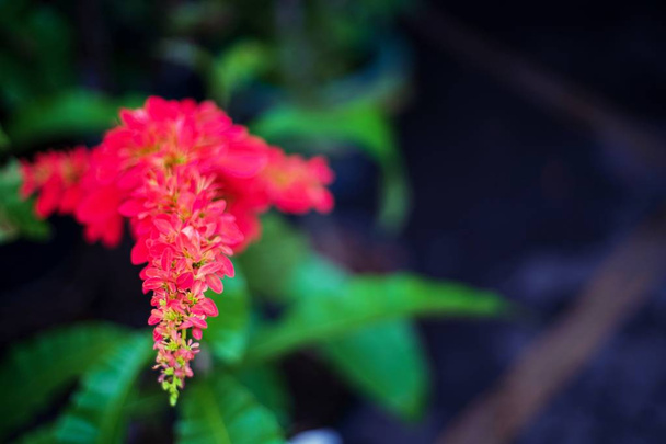 Fleur rouge sur fond vert flou Mise au point sélective
 - Photo, image