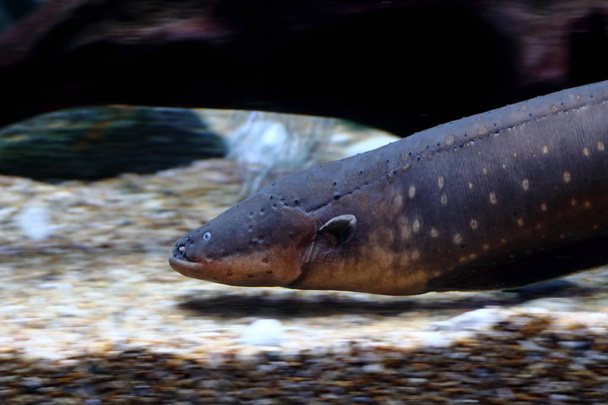 Electric eel (Electrophorus electricus) swimming in water tank   - Photo, Image