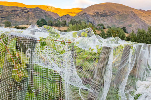 Gros plan de treillis blanc recouvrant des rangées de vignes dans un vignoble de l'île du Sud de la Nouvelle-Zélande, de belles collines vallonnées au loin
 - Photo, image