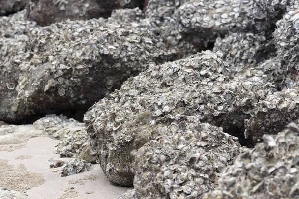 Un sacco di ostriche crescono sulla roccia vicino alla spiaggia del mare
  - Foto, immagini