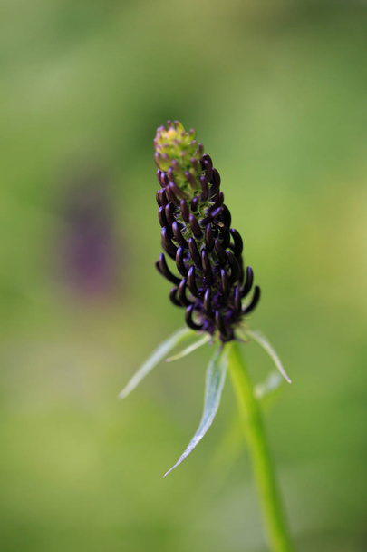 Rampion oscuro o Phyteuma ovatum o planta Rampion negro
 - Foto, imagen