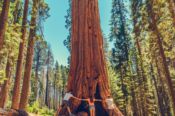 Sequoia Nemzeti Park itt: Kalifornia, USA - Fotó, kép