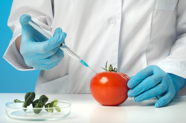 A woman biologist scientist in the lab, in a white coat, and rubber gloves on a blue background. Inject drugs with a syringe into a red tomato. GMO concept and food modification. - Fotó, kép