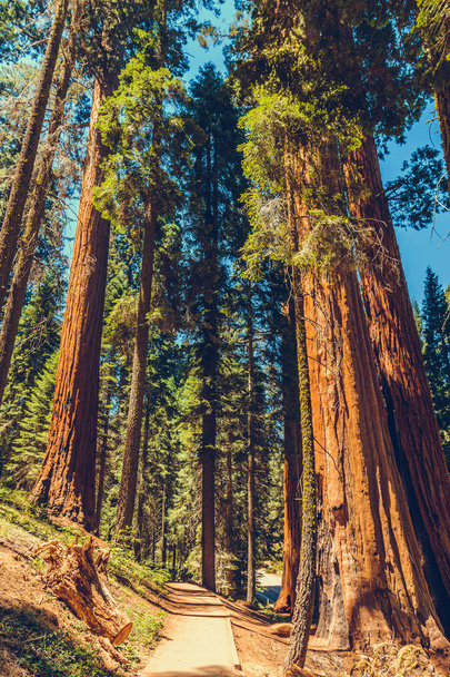Sequoia-Nationalpark in Kalifornien, USA - Foto, Bild