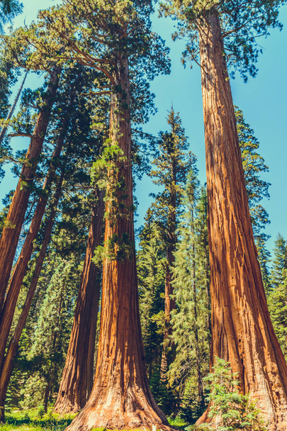 Národní park Sequoia v Kalifornii, USA - Fotografie, Obrázek
