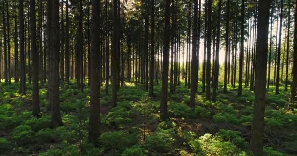 Δάσος σιωπηλή άνοιξη με όμορφο φωτεινό ήλιο ακτίνες - Πλάνα, βίντεο