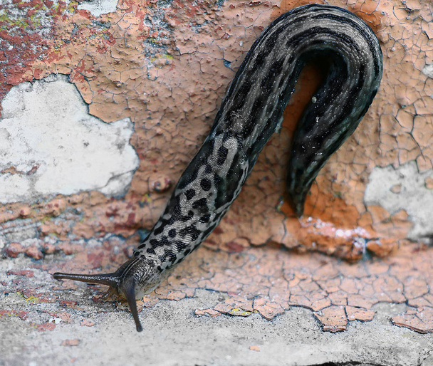 Ένα μακρύ μαύρο σαλιγκάρι χωρίς κέλυφος που σέρνεται σε ένα παλιό καφέ φλοιό - Φωτογραφία, εικόνα