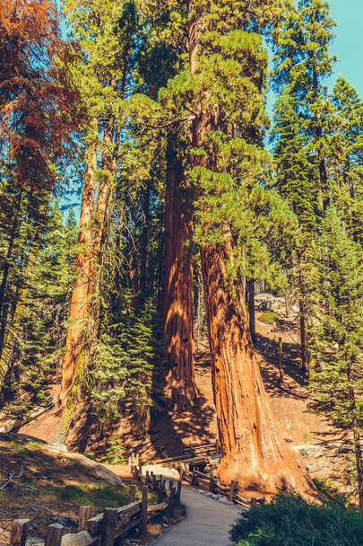米国カリフォルニア州のセコイア国立公園 - 写真・画像
