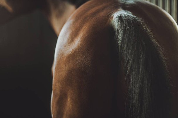 At Sırtı ve Kuyruk - Fotoğraf, Görsel