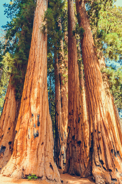 Национальный парк Секвойя в Калифорнии, США - Фото, изображение