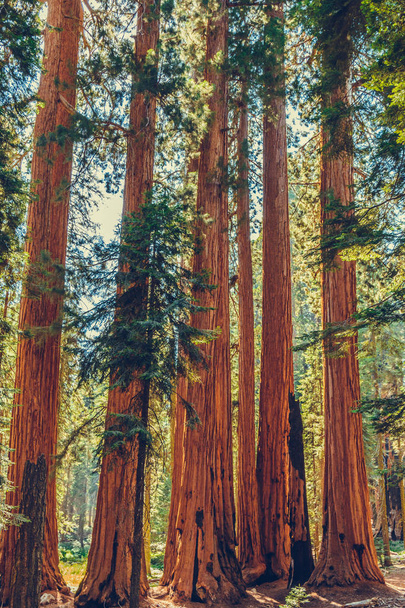 Національний парк Секвоя в Каліфорнії (США). - Фото, зображення