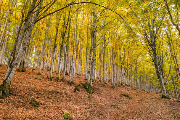 Autumn forest trees landscape - Foto, afbeelding