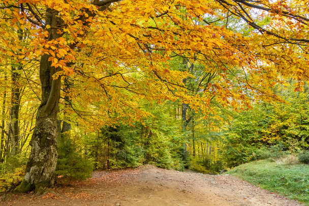 Autumn forest trees landscape - Φωτογραφία, εικόνα