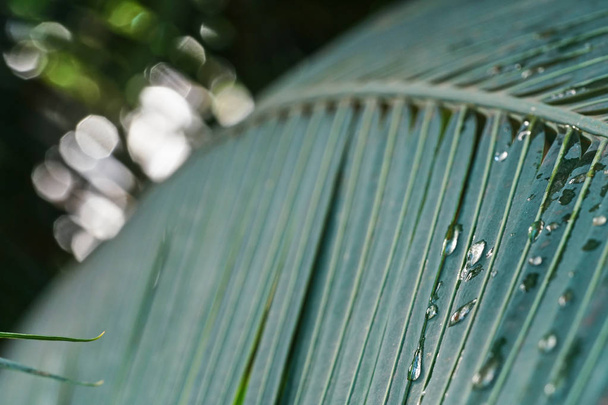 Detailaufnahme mit geringer Schärfentiefe, nur Wassertropfen im Fokus, dunkelgrüne Palmblätter mit Morgentau, verschwommenes Licht im Hintergrund - Foto, Bild