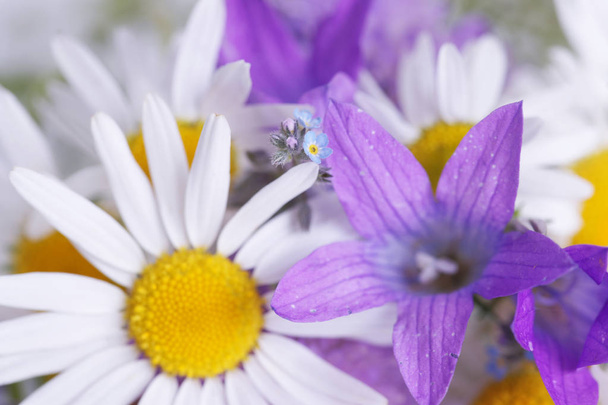 Fehér százszorszépek és lila virágok csokor, közelről - Fotó, kép