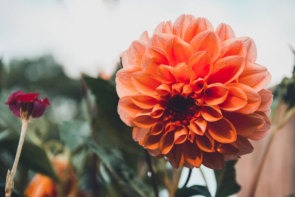 Dahlia è un bel fiore profumato grande nel giardino di casa
. - Foto, immagini