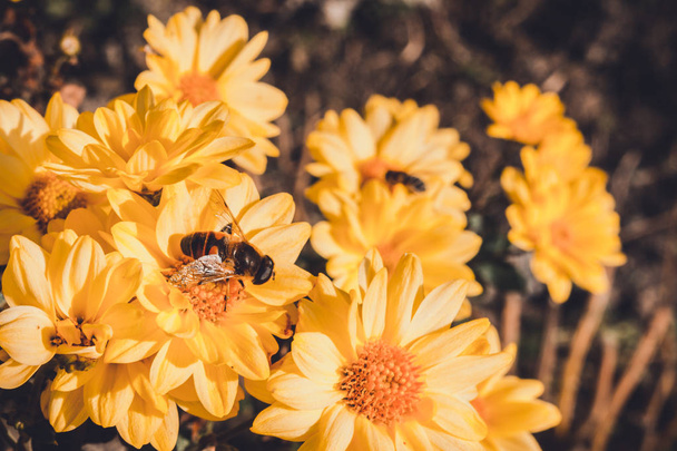 夏と秋の咲くオレンジガーベラの花の背景、花の上の蜂は花粉を集めます. - 写真・画像