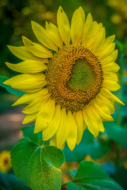 Sonnenblume in voller Blüte - Foto, Bild