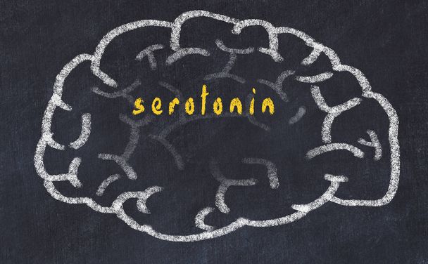 Desenho do cérebro humano em quadro-negro com inscrição serotonina
 - Foto, Imagem