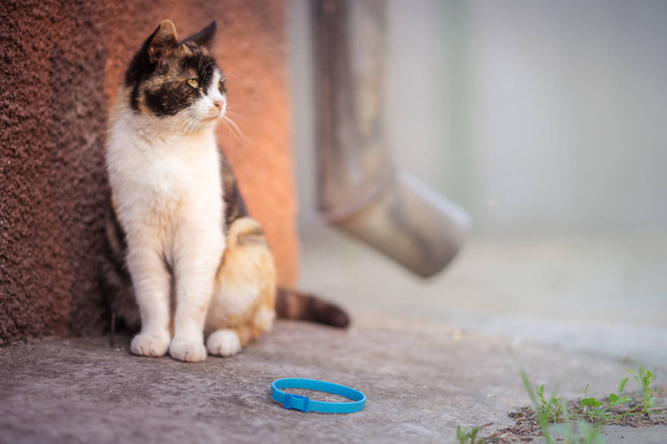 Tricolor Katze sitzt draußen, in der Nähe blaues Halsband auf dem Boden. - Foto, Bild