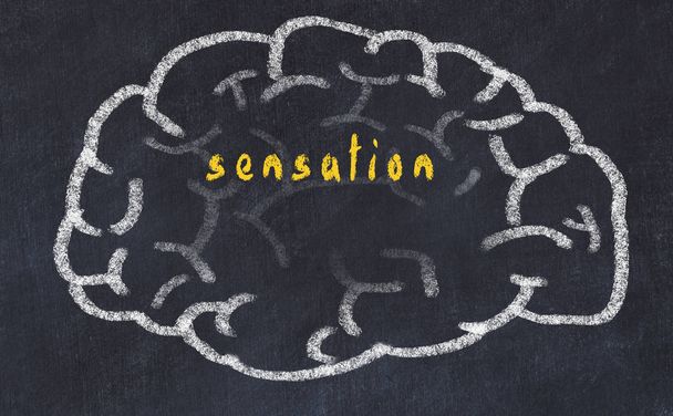 Drawind van menselijk brein op krijtbord met inscriptie sensatie - Foto, afbeelding