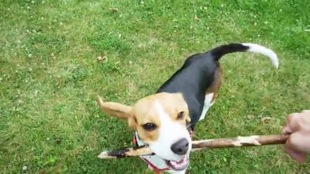 pov vurdu: Mutlu beagle köpek akşam yürüyüş sırasında ahşap sopa ile oynarken. Köpek eğitimi - Video, Çekim