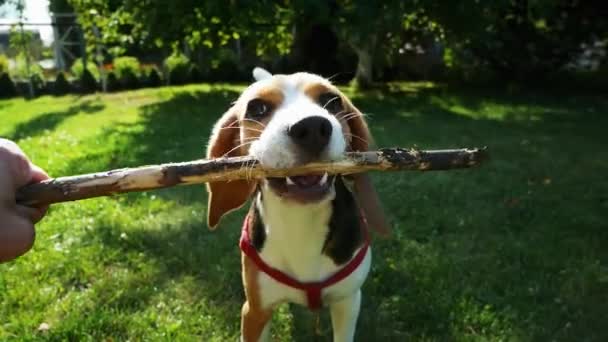 POV shot: gelukkige beagle hond spelen met houten stok op zonsondergang. Hondentraining - Video