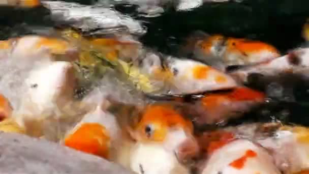 Un sacco di koi pesci arancio affamati in stagno a giornata estiva soleggiata
 - Filmati, video