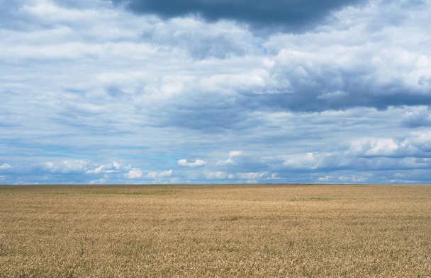 Žluté suché pšeničné pole s zamračený oblohou na Ukrajině - Fotografie, Obrázek