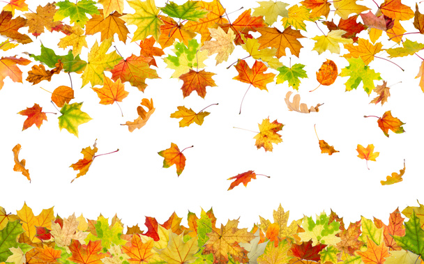 Бесшовные осенние листья
 - Фото, изображение