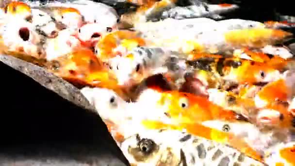 Beaucoup de poissons orange affamés koï dans l'étang à la journée ensoleillée d'été
 - Séquence, vidéo