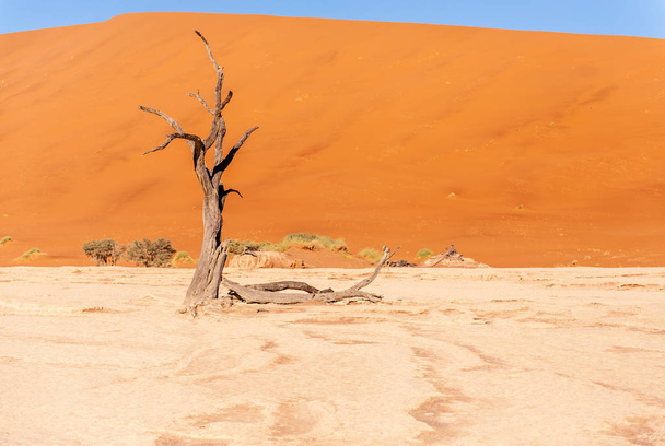 Arbres morts en Namibie Deadvlei
. - Photo, image