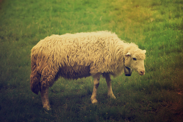 Wypas owiec biały - Zdjęcie, obraz