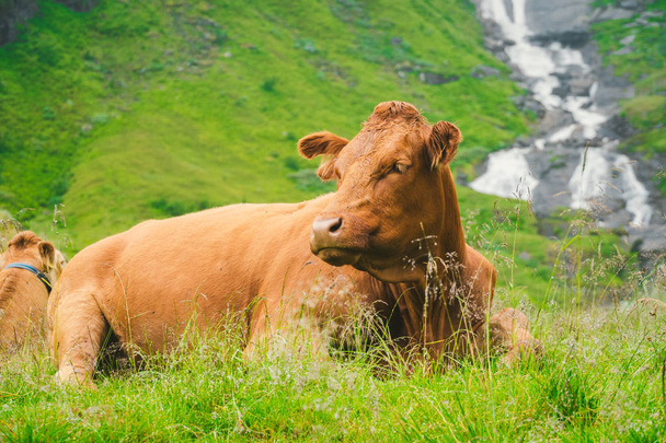 Lustige braune Kuh auf grünem Gras auf einem Feld in Skandinavien. Vieh inmitten von dichtem Nebel und Bergen mit einem Wasserfall in der Nähe einer alten Steinhütte in Norwegen. Landwirtschaft in Europa - Foto, Bild