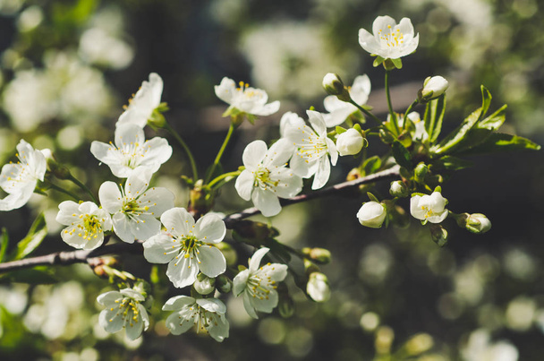 Cherry spring flowers - Foto, imagen